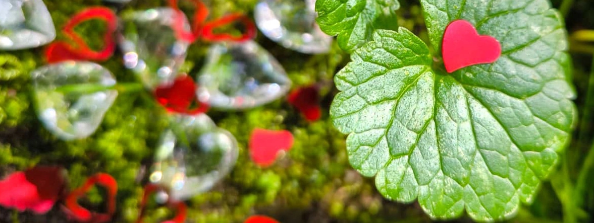 Levitas Cordis, médium thérapeute passeuse d'âmes à Dour Mons Belgique
